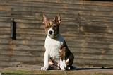 BASENJI 234